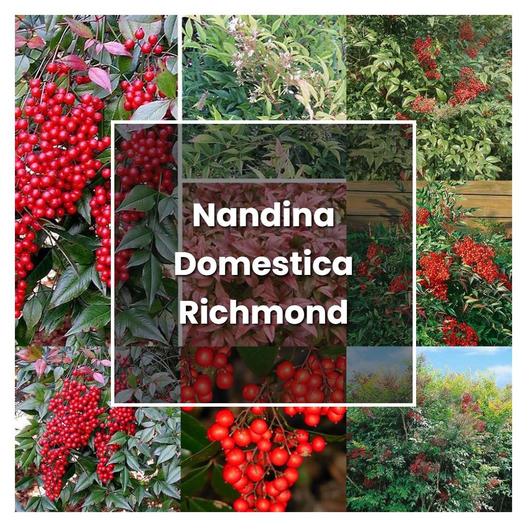 How to Grow Nandina Domestica Richmond - Plant Care & Tips