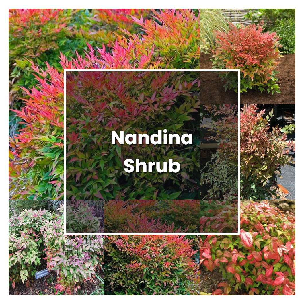 How to Grow Nandina Shrub - Plant Care & Tips