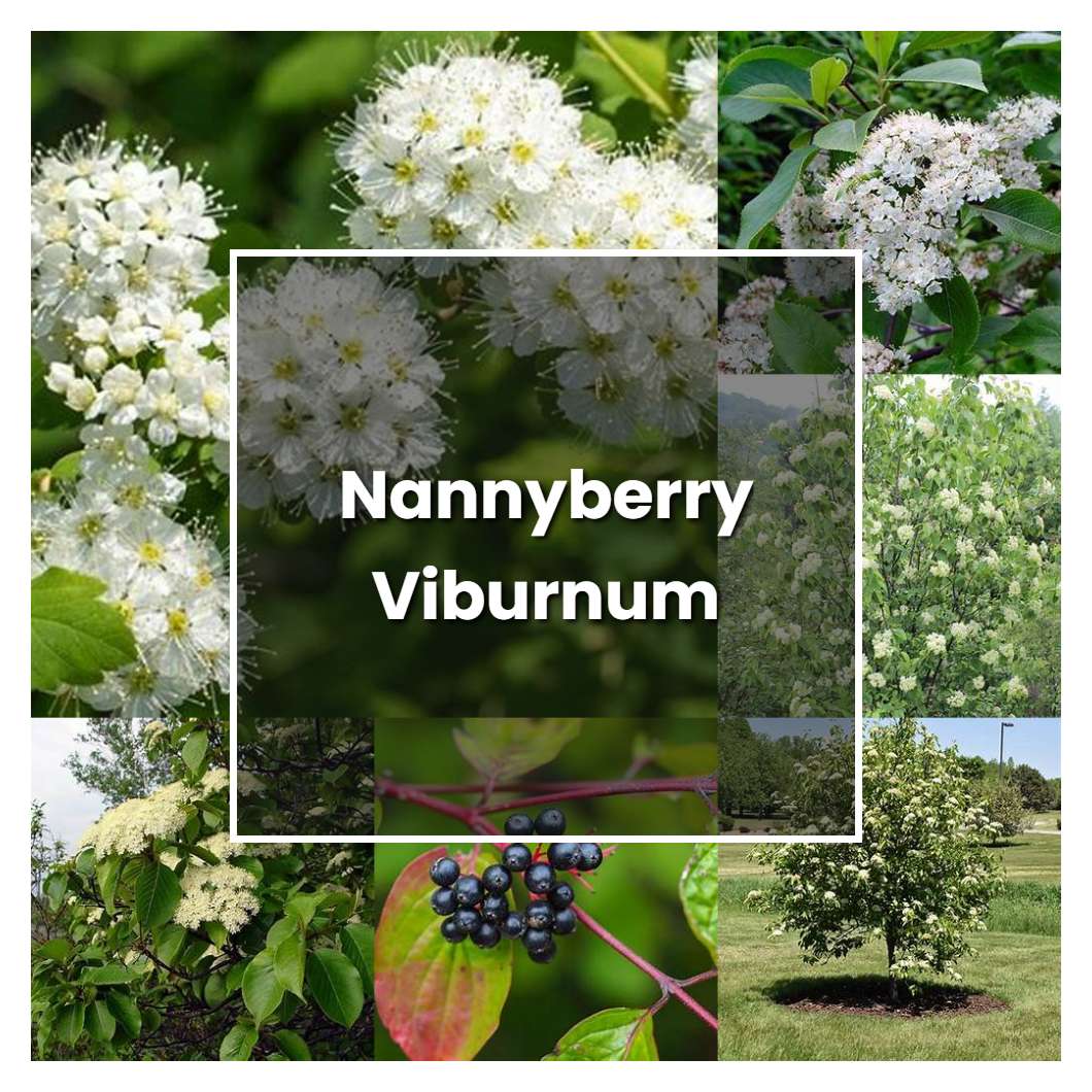 How to Grow Nannyberry Viburnum - Plant Care & Tips