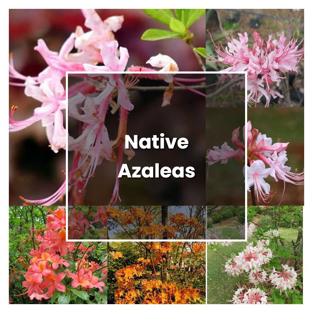 How to Grow Native Azaleas - Plant Care & Tips