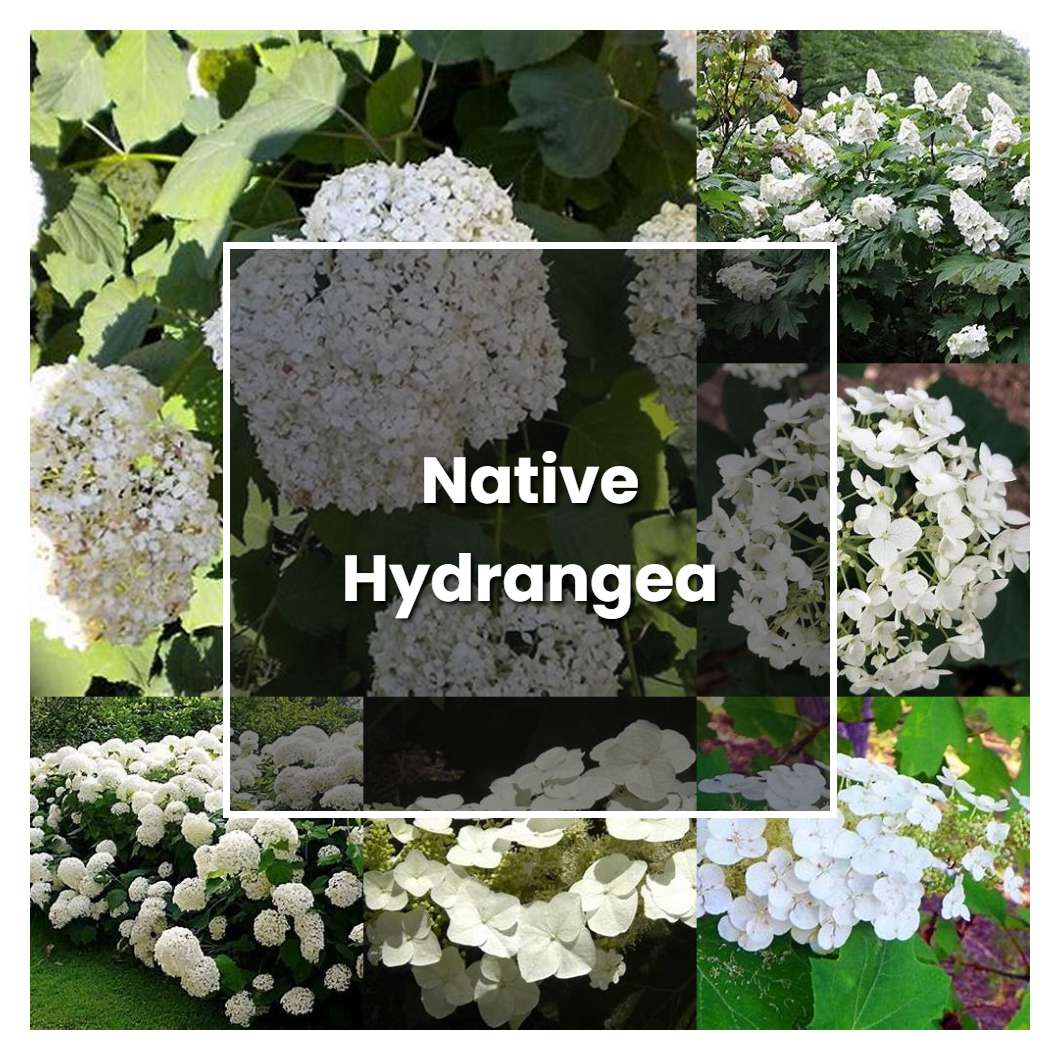 How to Grow Native Hydrangea - Plant Care & Tips