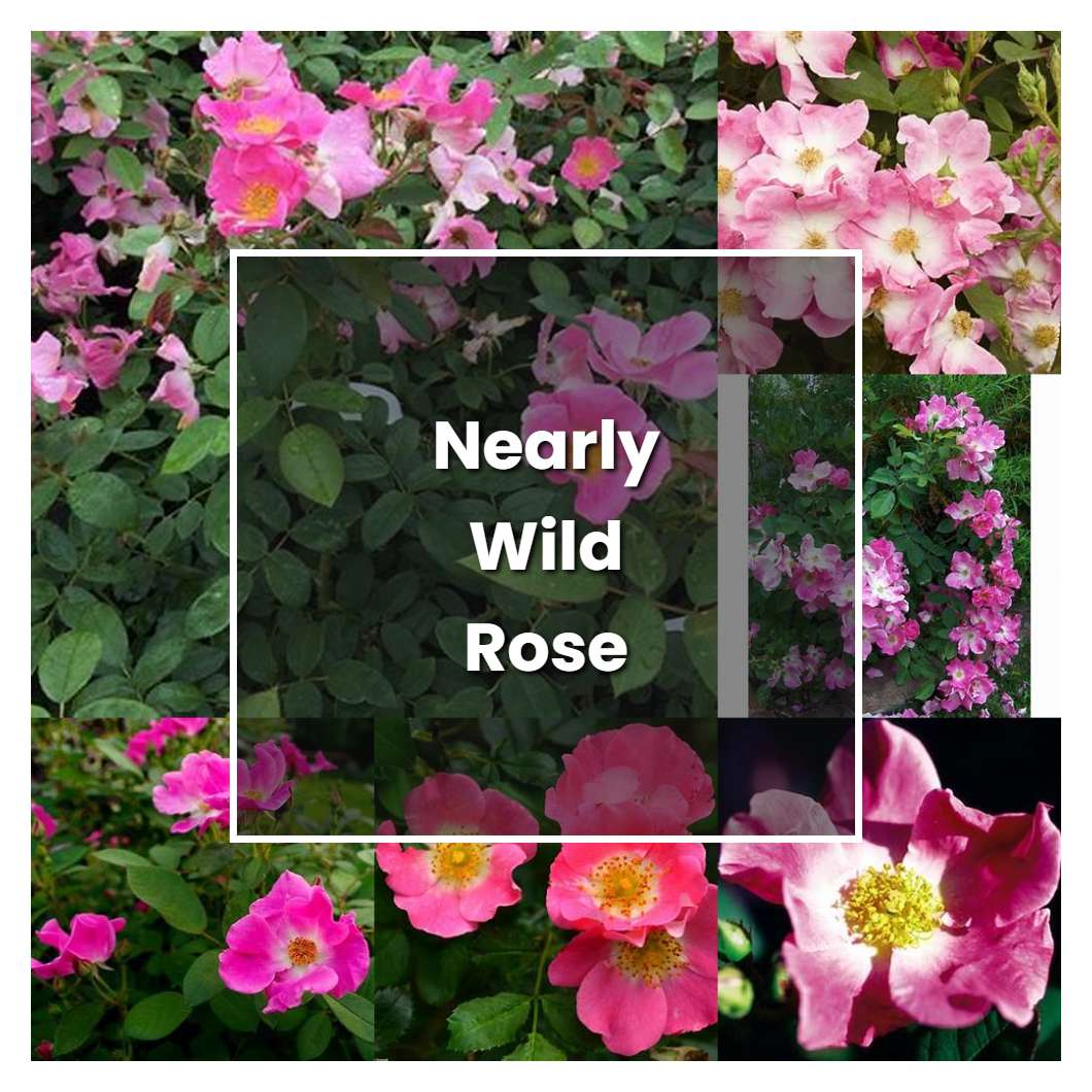 How to Grow Nearly Wild Rose - Plant Care & Tips