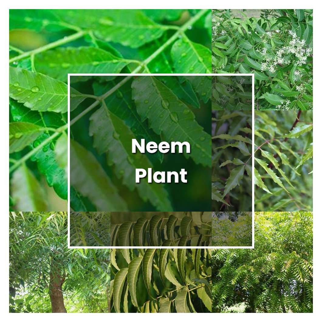 How to Grow Neem Plant - Plant Care & Tips