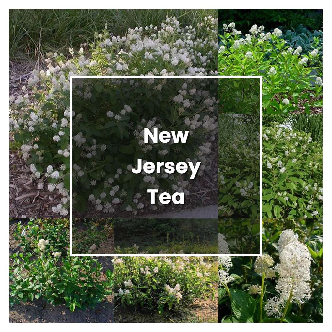 How to Grow New Jersey Tea Plant - Plant Care & Tips