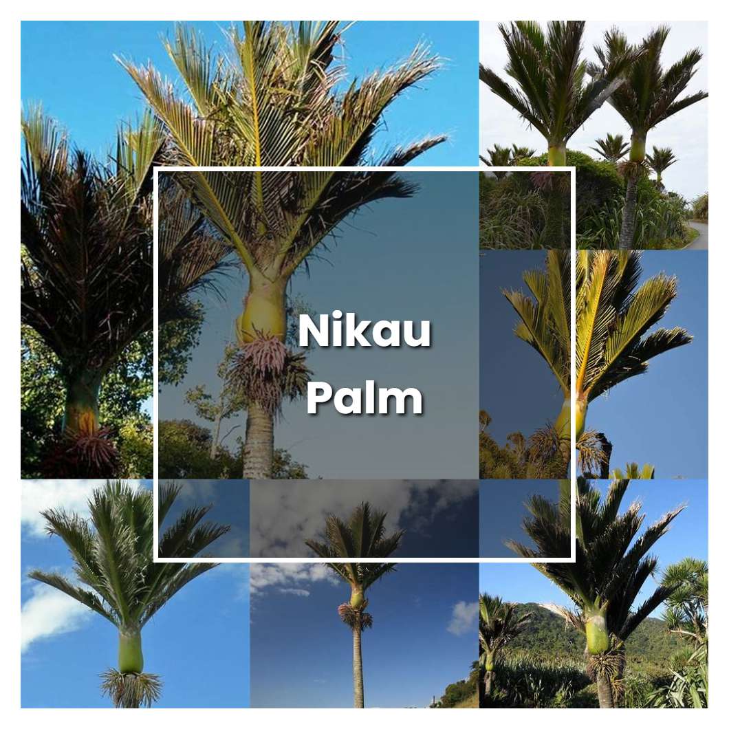 How to Grow Nikau Palm - Plant Care & Tips