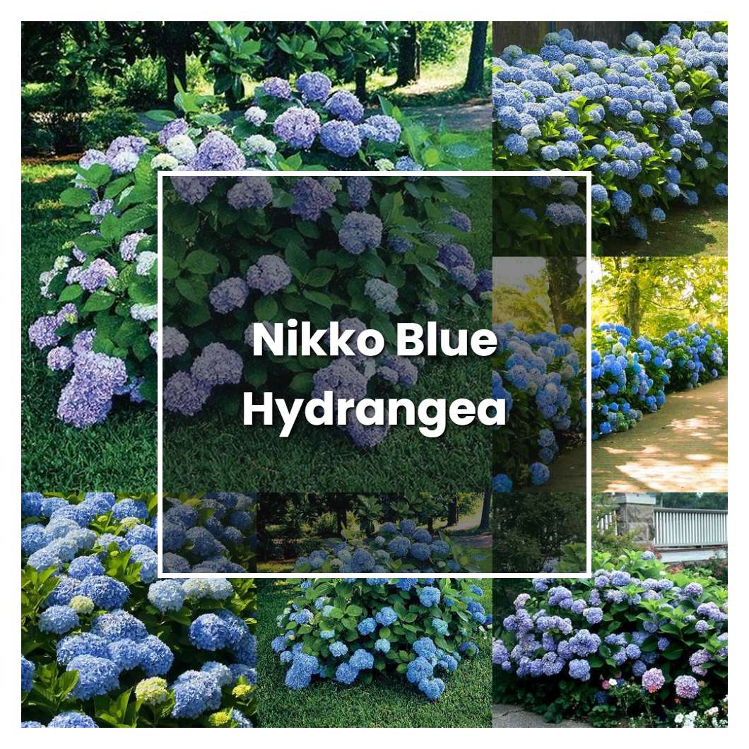 How to Grow Nikko Blue Hydrangea - Plant Care & Tips