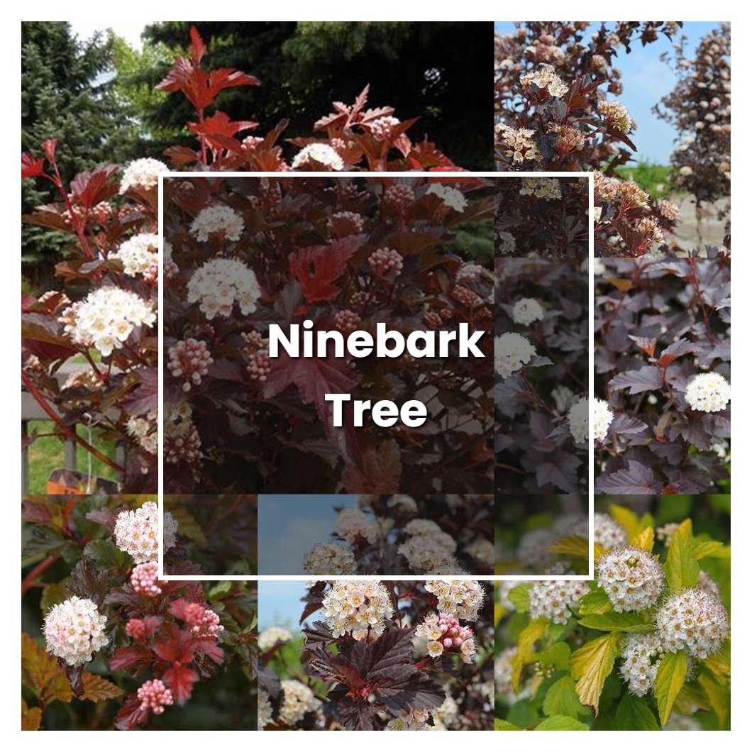 How to Grow Ninebark Tree - Plant Care & Tips