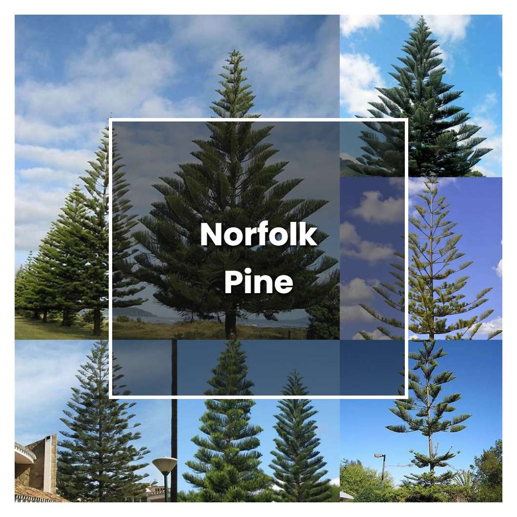 How to Grow Norfolk Pine - Plant Care & Tips