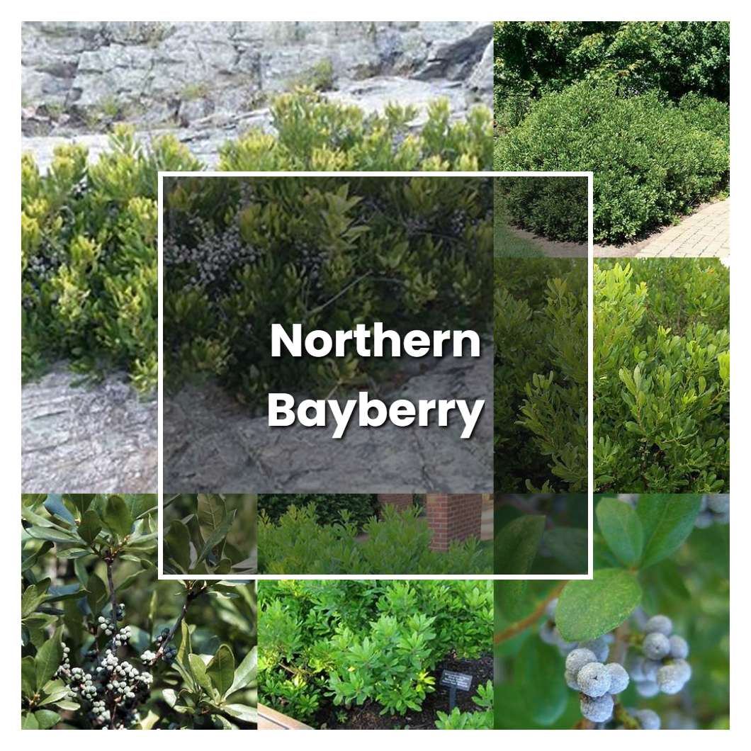 How to Grow Northern Bayberry - Plant Care & Tips