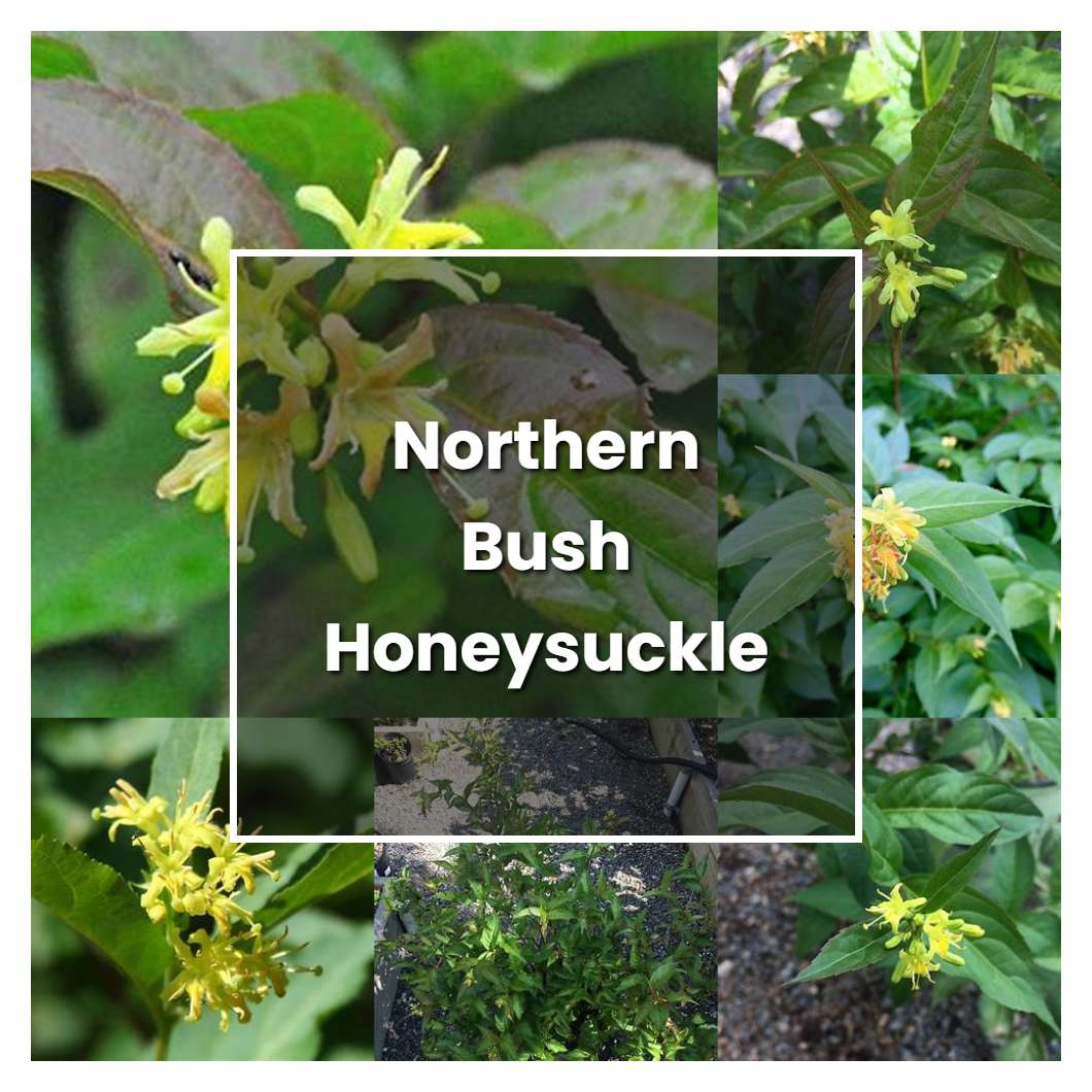 How to Grow Northern Bush Honeysuckle - Plant Care & Tips