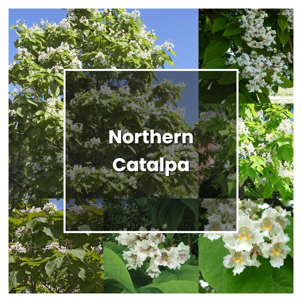 How to Grow Northern Catalpa - Plant Care & Tips