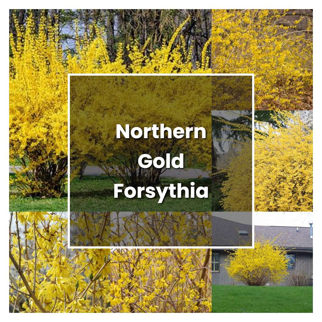 How to Grow Northern Gold Forsythia - Plant Care & Tips