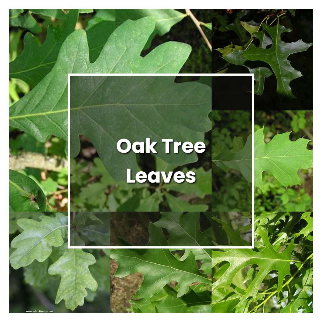 How to Grow Oak Tree Leaves - Plant Care & Tips