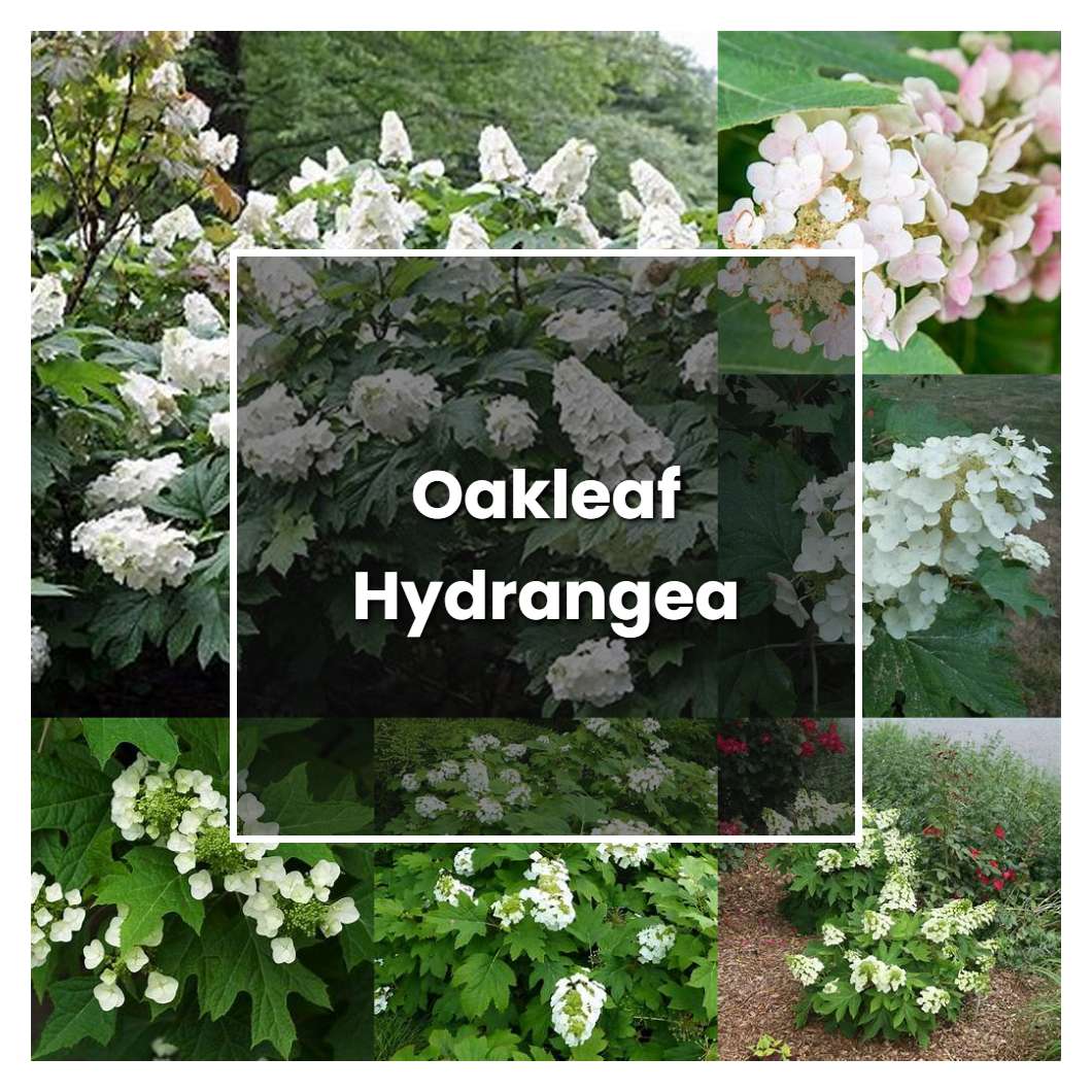 How to Grow Oakleaf Hydrangea - Plant Care & Tips