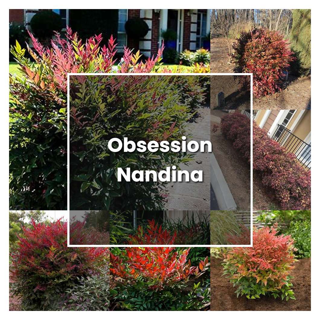 How to Grow Obsession Nandina - Plant Care & Tips
