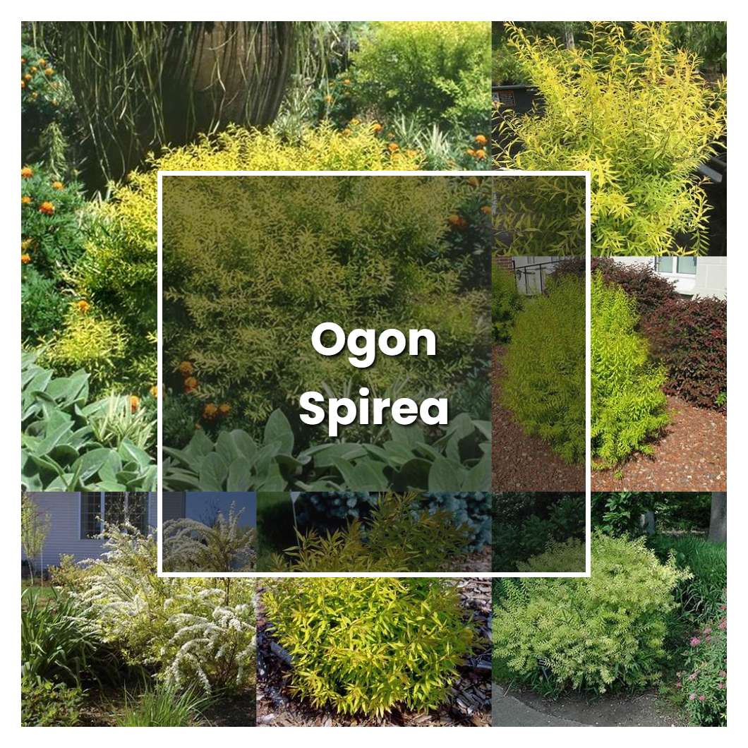 How to Grow Ogon Spirea - Plant Care & Tips