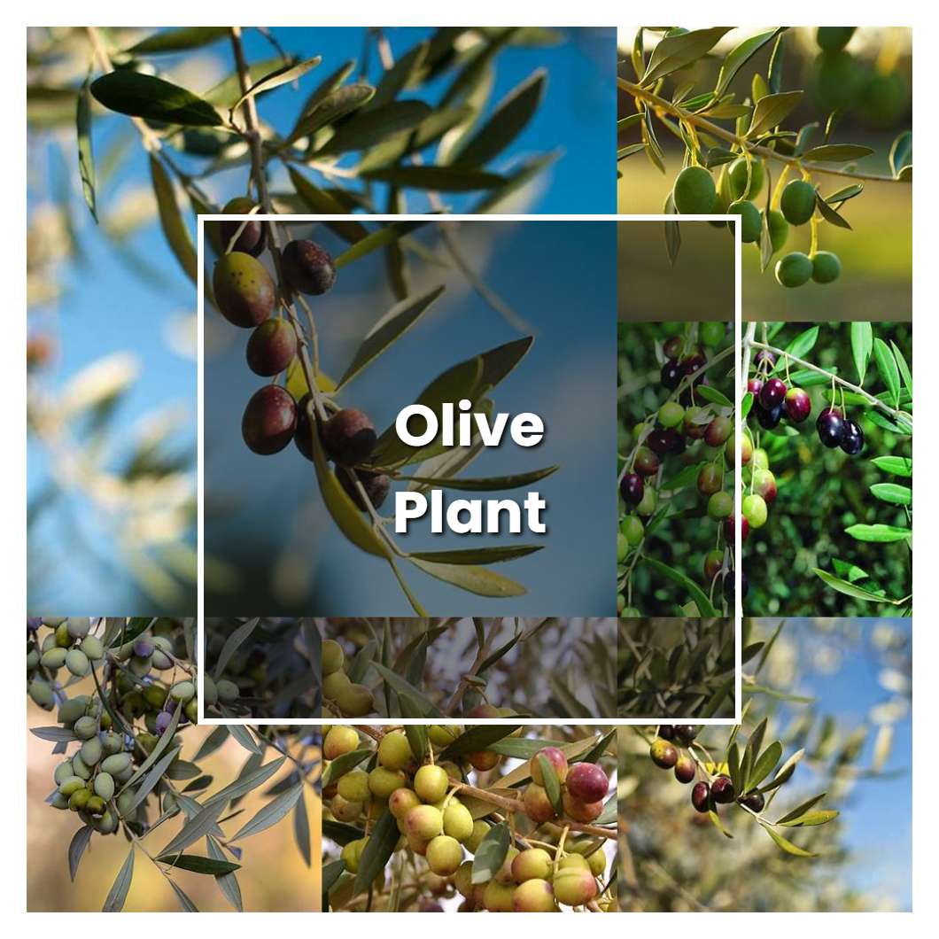How to Grow Olive Plant - Plant Care & Tips