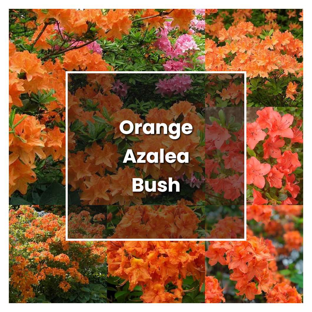 How to Grow Orange Azalea Bush - Plant Care & Tips