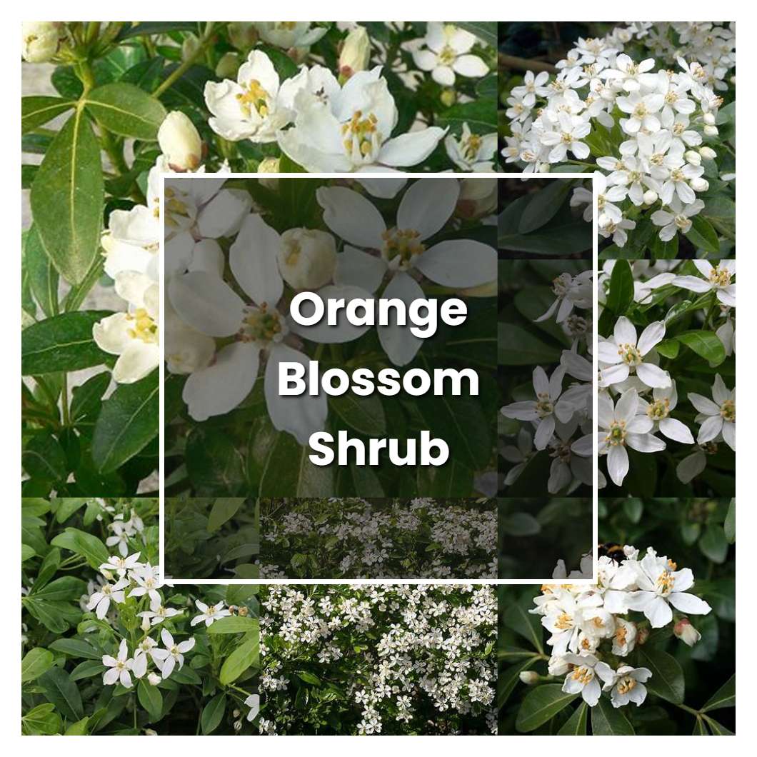 How to Grow Orange Blossom Shrub - Plant Care & Tips