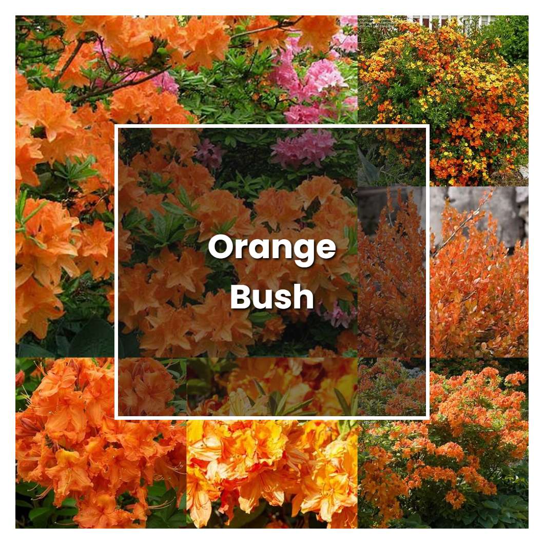 How to Grow Orange Bush - Plant Care & Tips