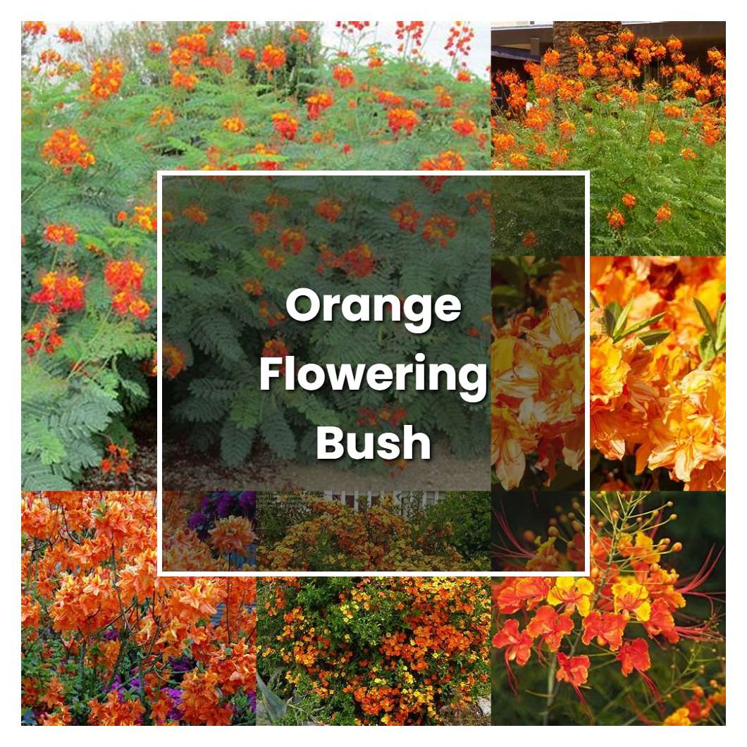 How to Grow Orange Flowering Bush - Plant Care & Tips