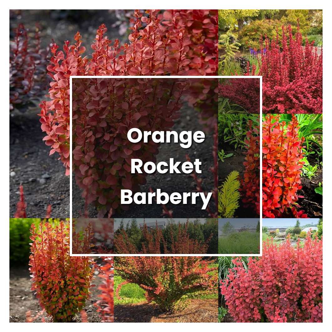 How to Grow Orange Rocket Barberry - Plant Care & Tips