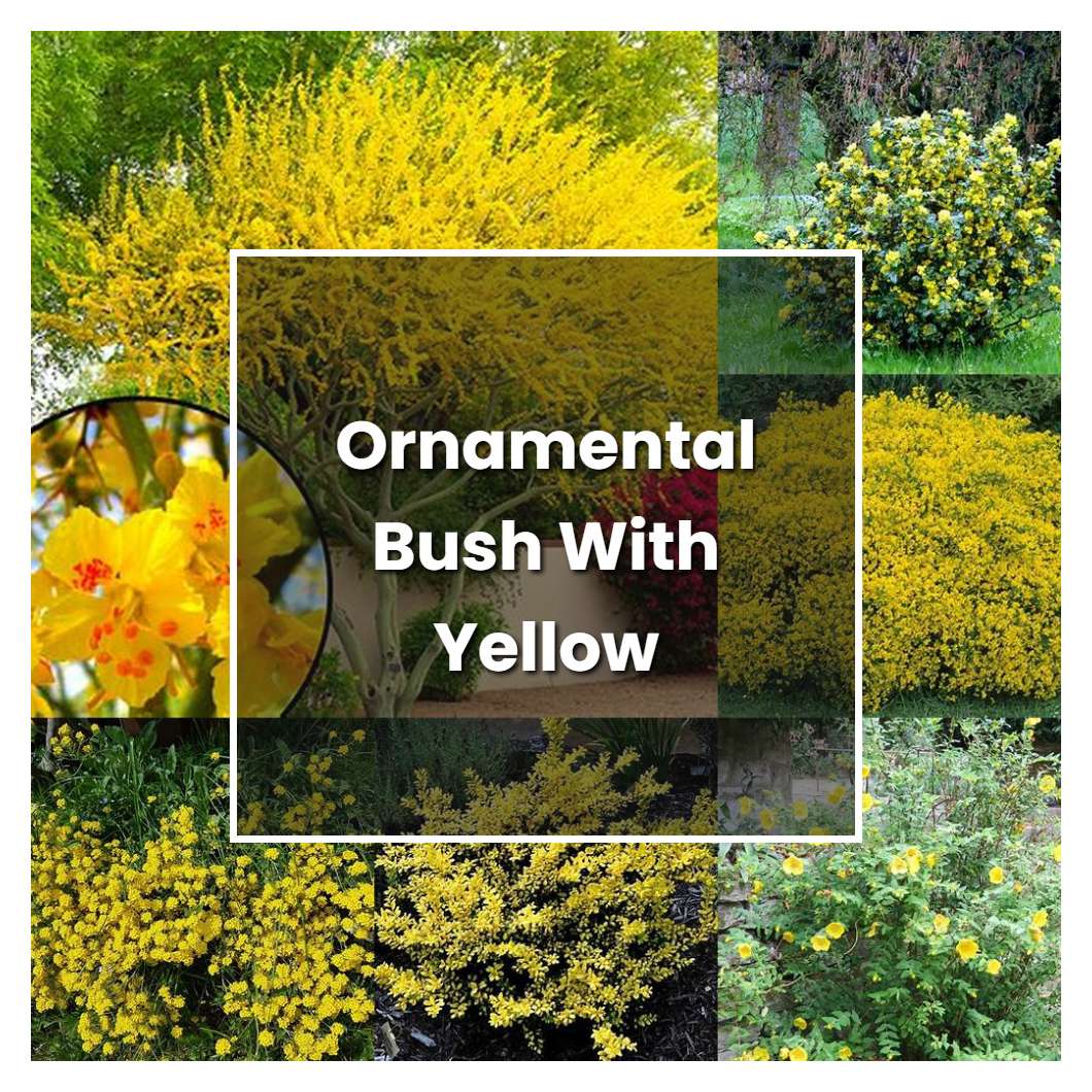How to Grow Ornamental Bush With Yellow Flowers - Plant Care & Tips
