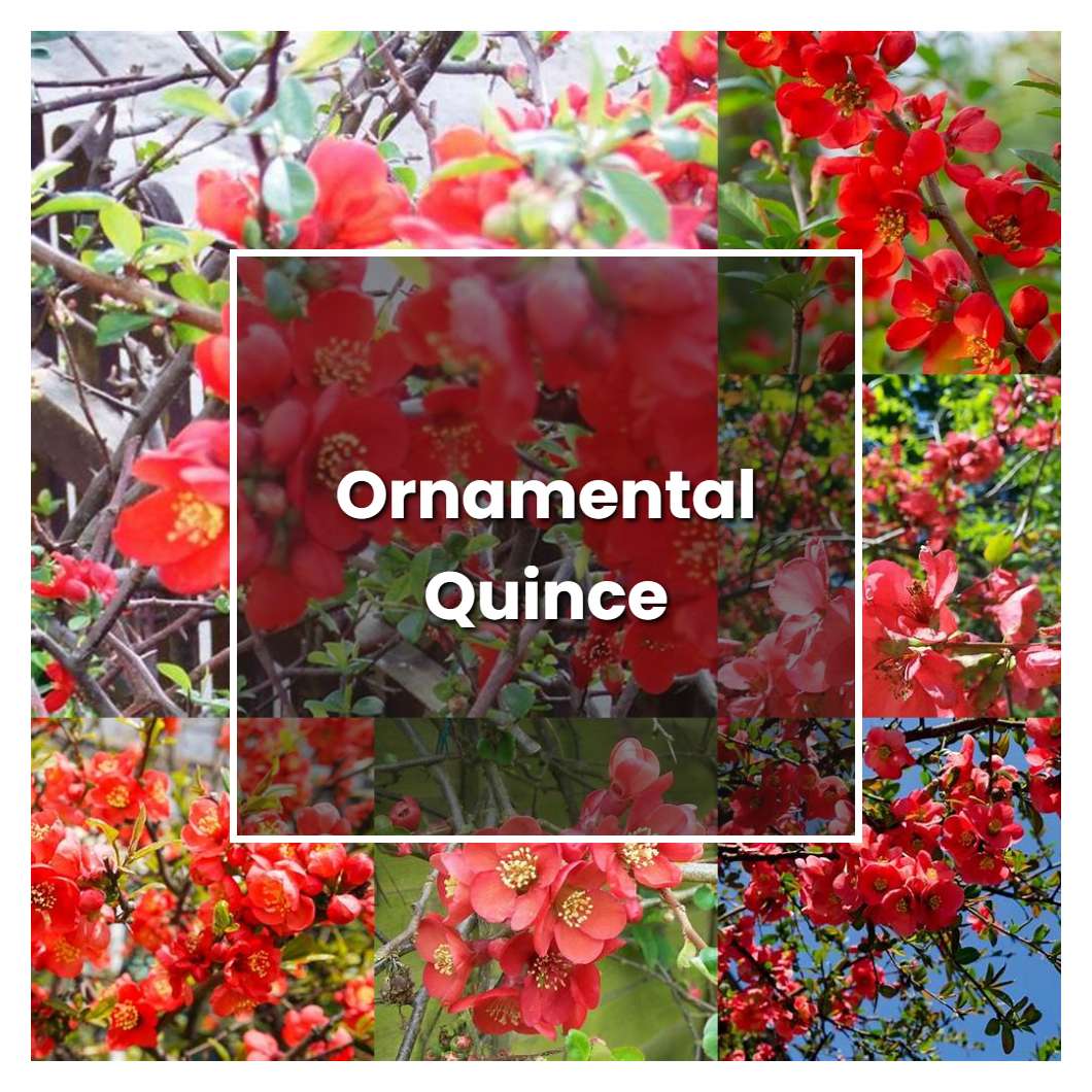 How to Grow Ornamental Quince - Plant Care & Tips
