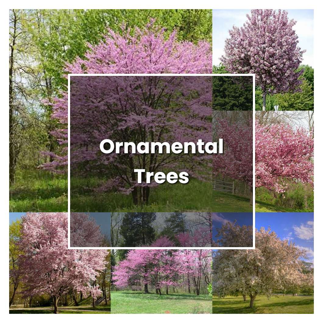 How to Grow Ornamental Trees - Plant Care & Tips
