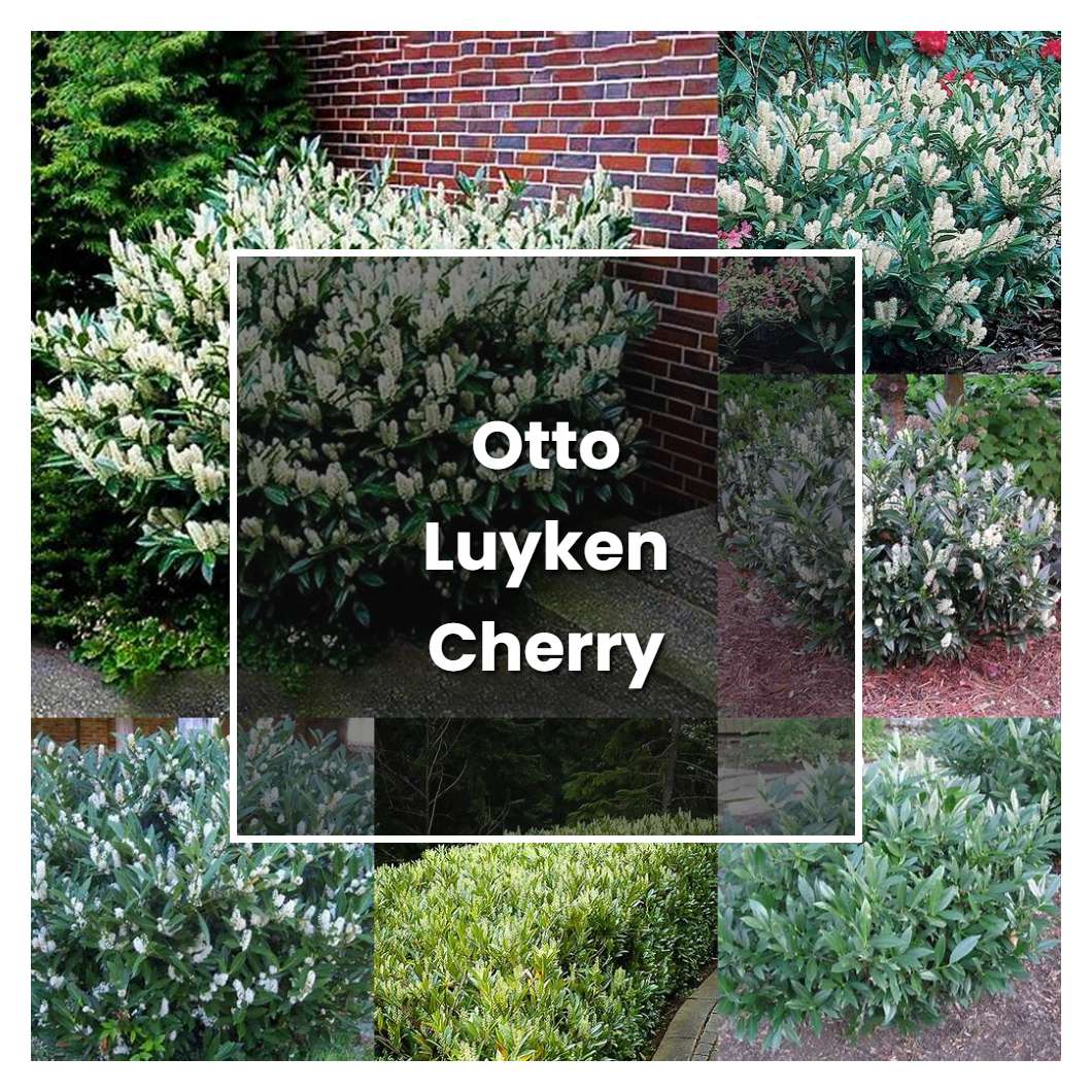 How to Grow Otto Luyken Cherry Laurel - Plant Care & Tips