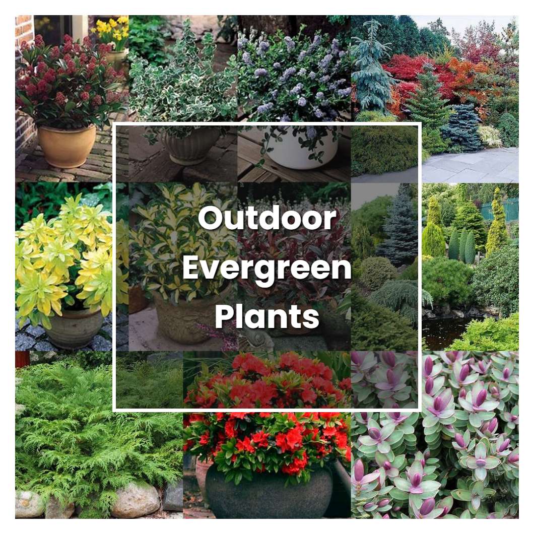 How to Grow Outdoor Evergreen Plants - Plant Care & Tips