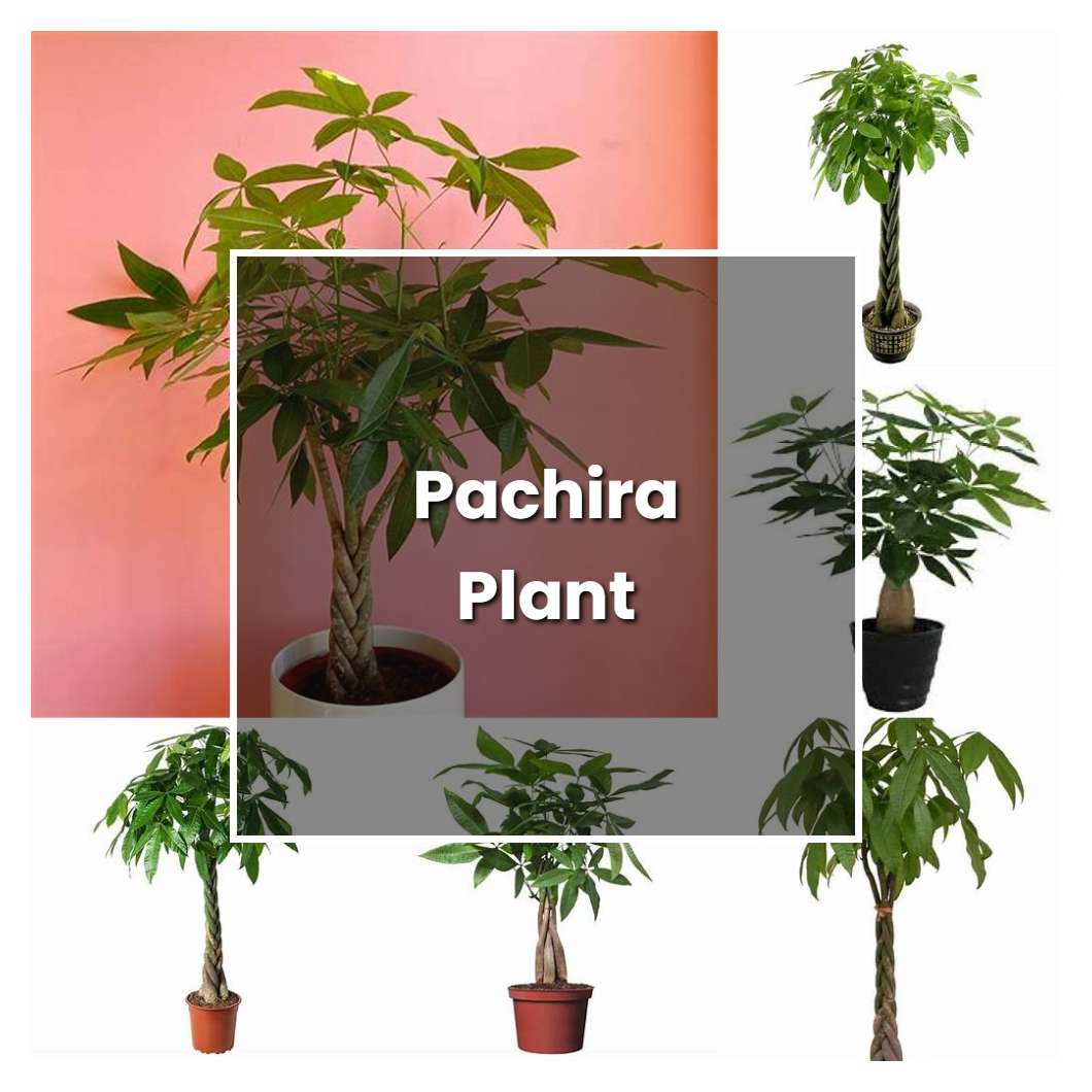 How to Grow Pachira Plant - Plant Care & Tips