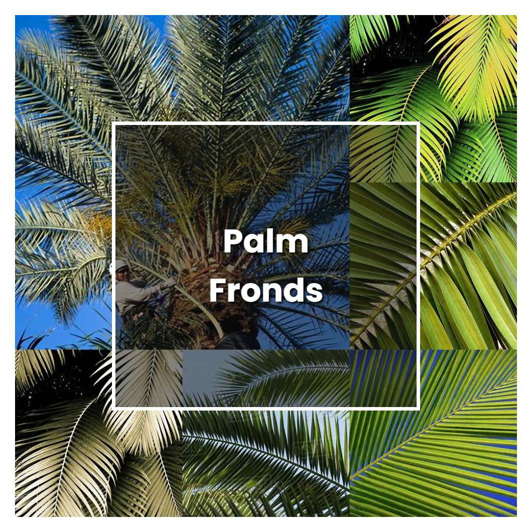 How to Grow Palm Fronds - Plant Care & Tips