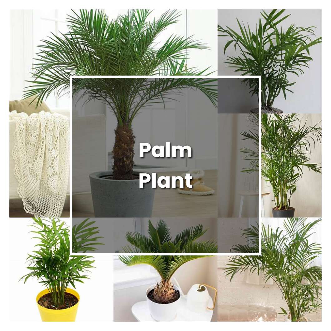 How to Grow Palm Plant - Plant Care & Tips