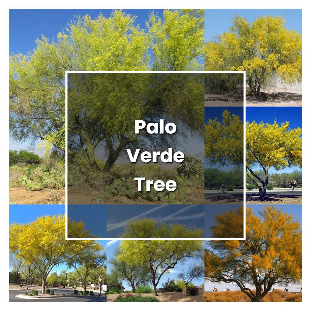How to Grow Palo Verde Tree - Plant Care & Tips