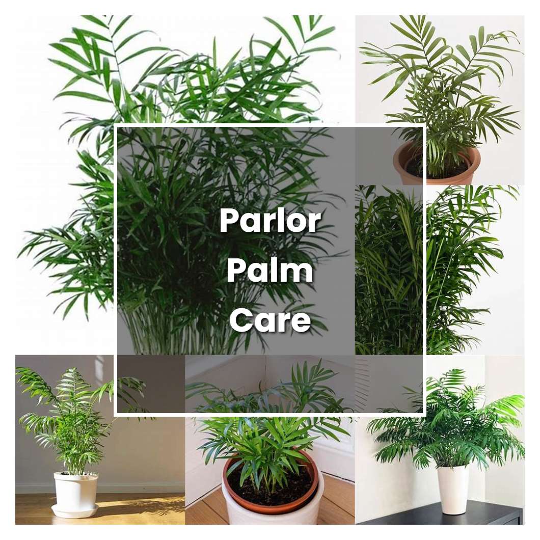 How to Grow Parlor Palm Care - Plant Care & Tips