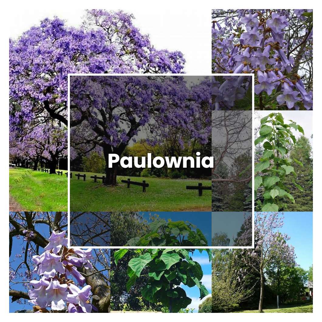How to Grow Paulownia - Plant Care & Tips