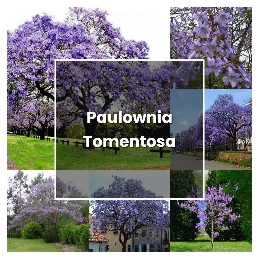 How to Grow Paulownia Tomentosa - Plant Care & Tips