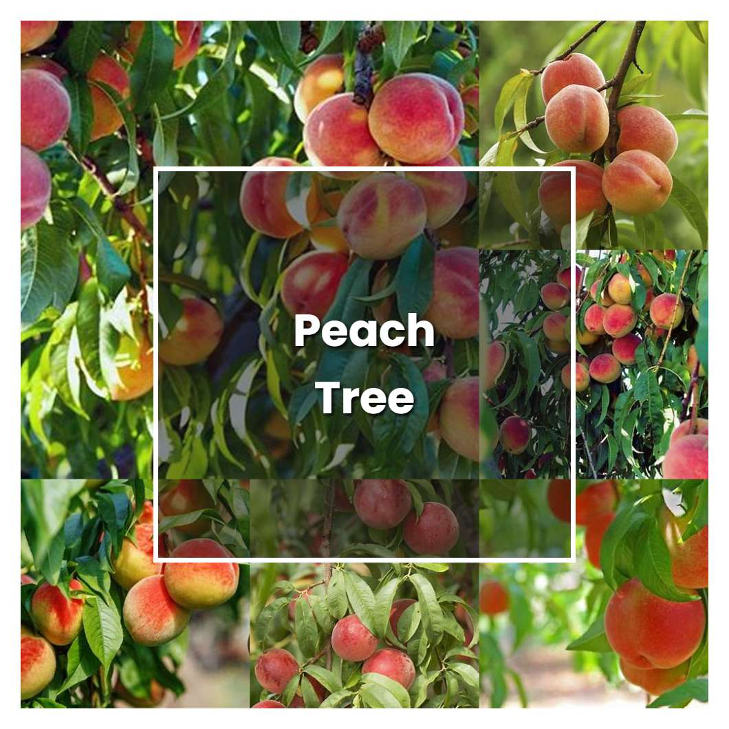 How to Grow Peach Tree - Plant Care & Tips