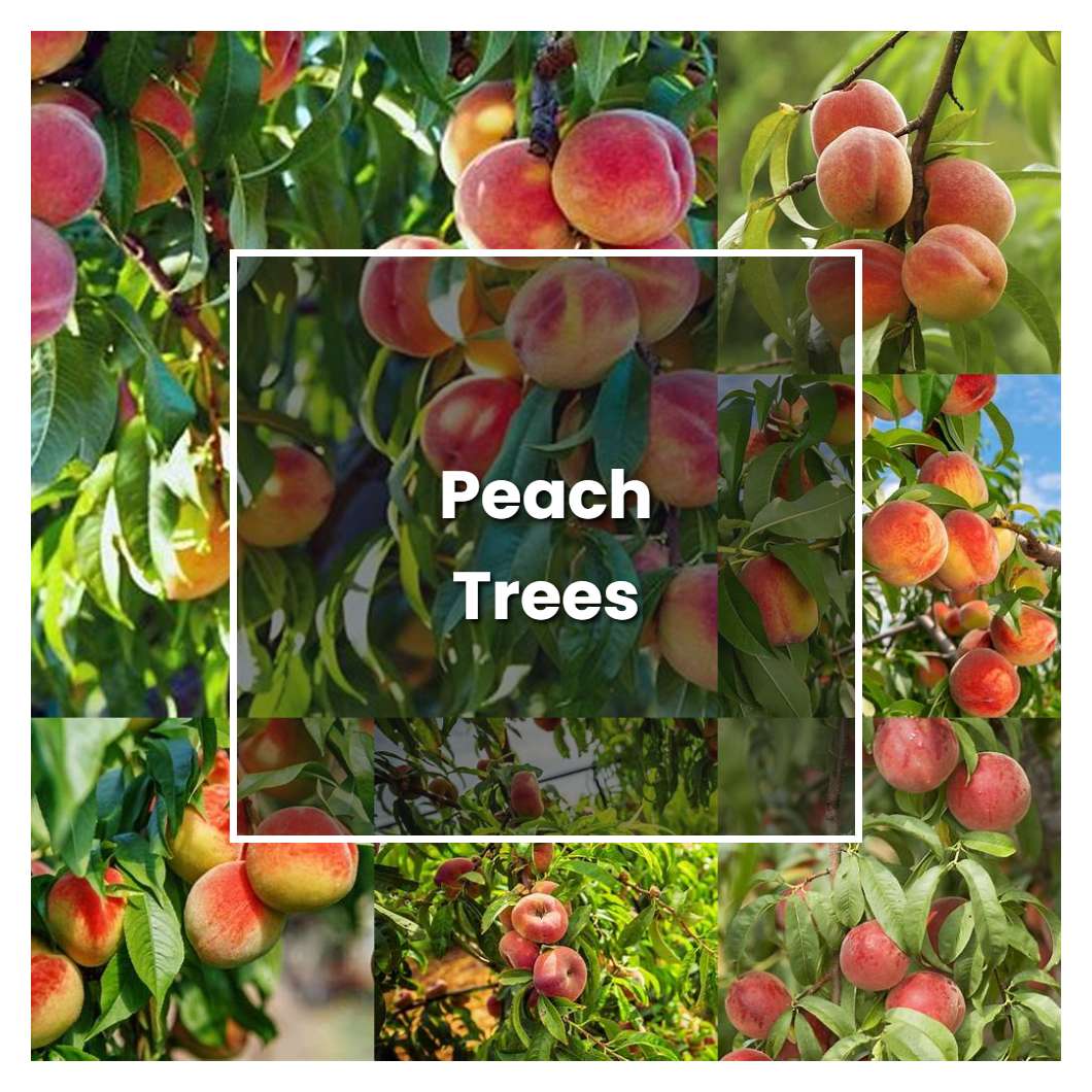 How to Grow Peach Trees - Plant Care & Tips