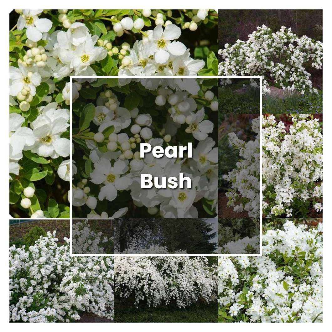 How to Grow Pearl Bush - Plant Care & Tips