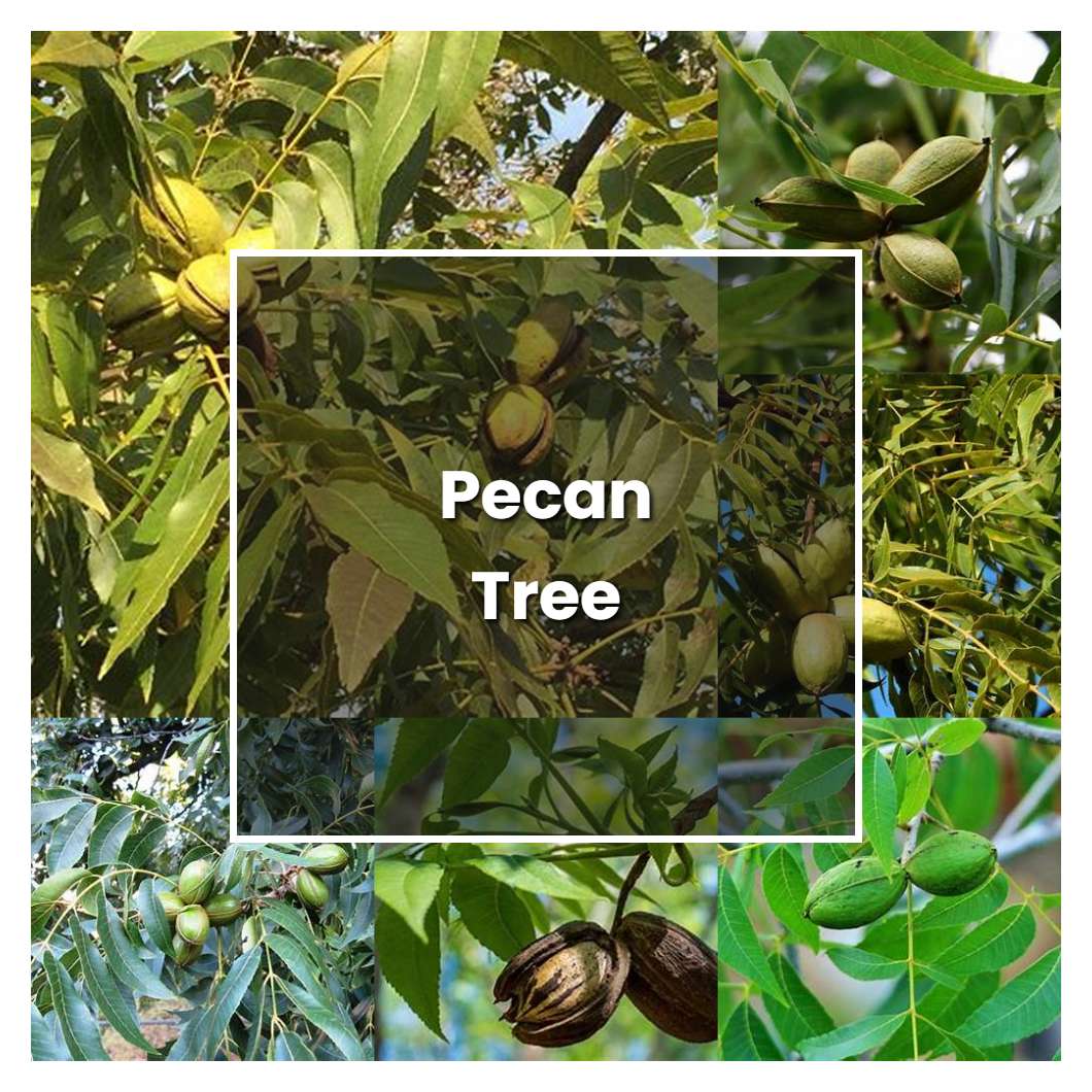 How to Grow Pecan Tree - Plant Care & Tips