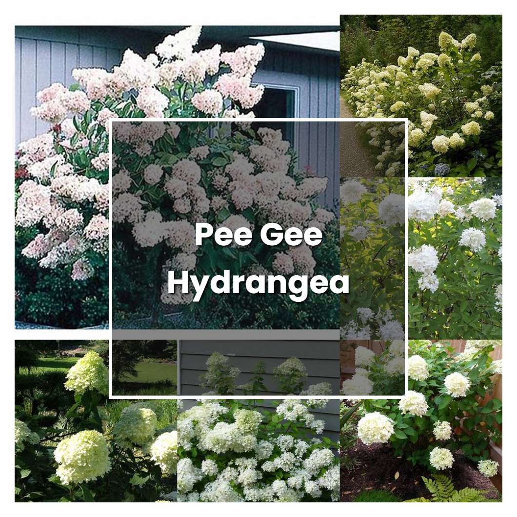 How to Grow Pee Gee Hydrangea - Plant Care & Tips