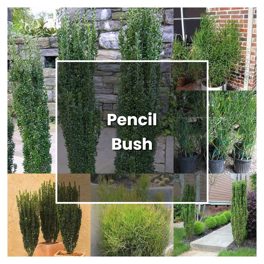 How to Grow Pencil Bush - Plant Care & Tips