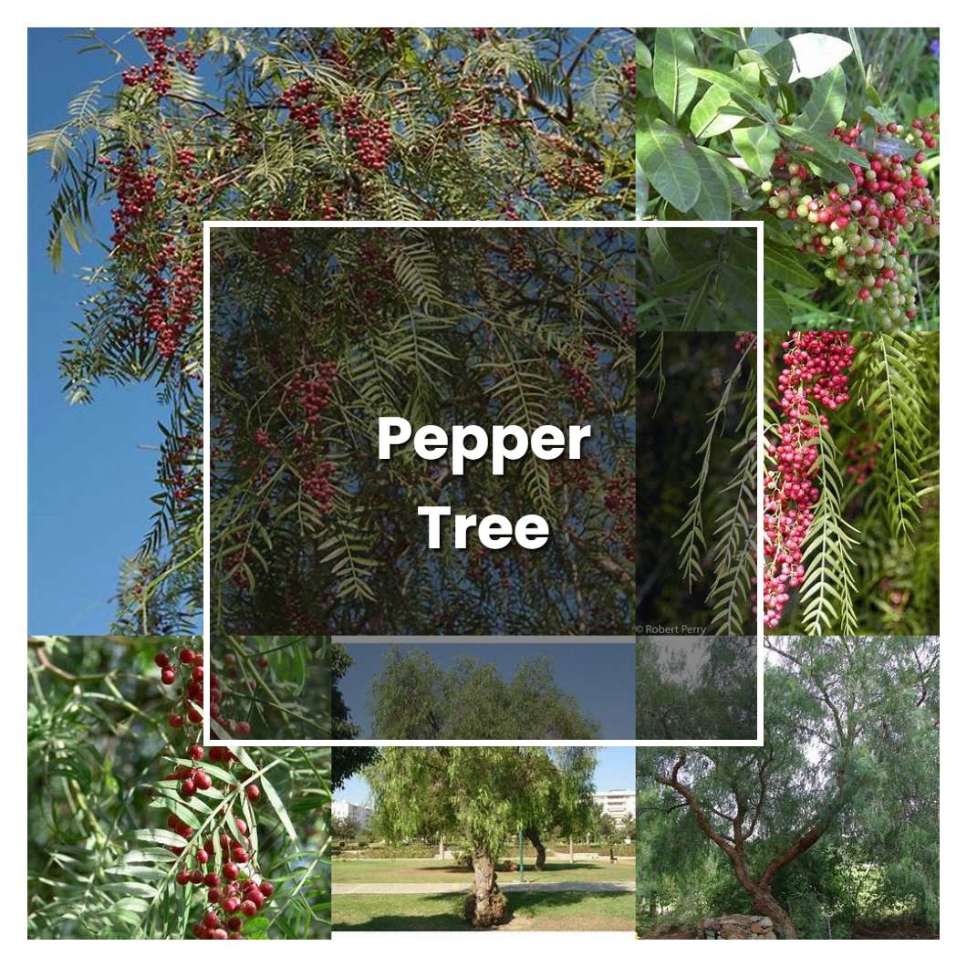 How to Grow Pepper Tree - Plant Care & Tips