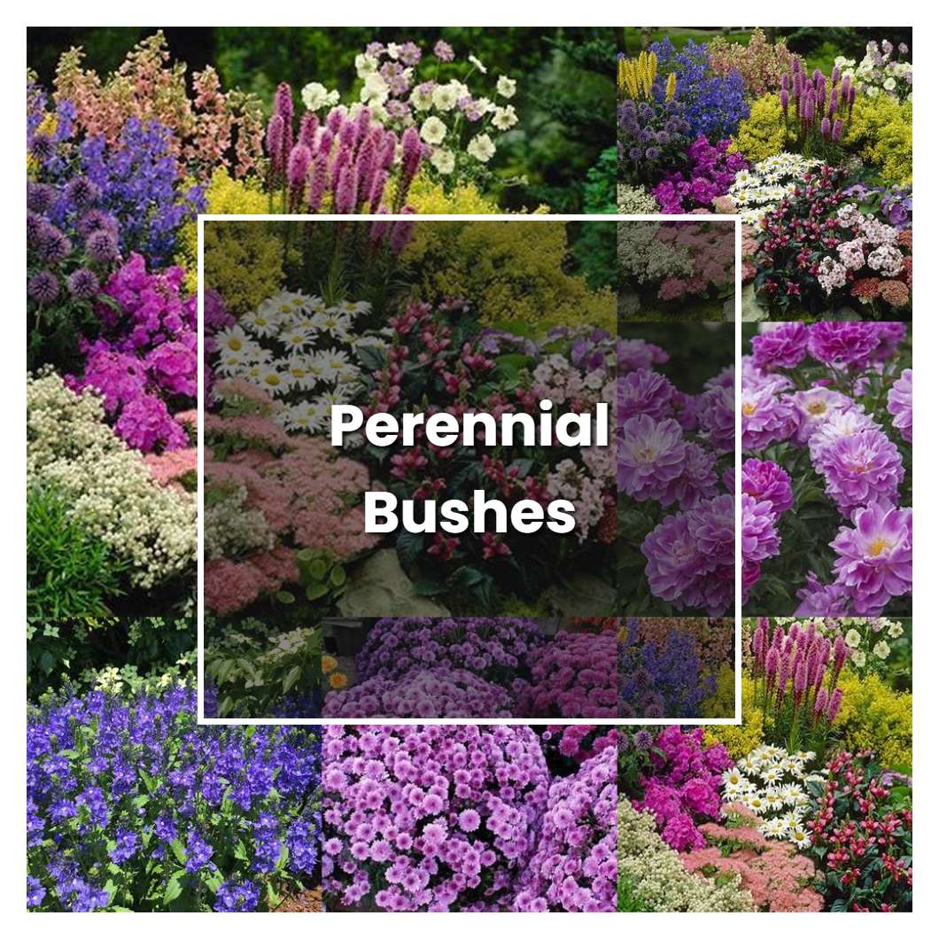 How to Grow Perennial Bushes - Plant Care & Tips