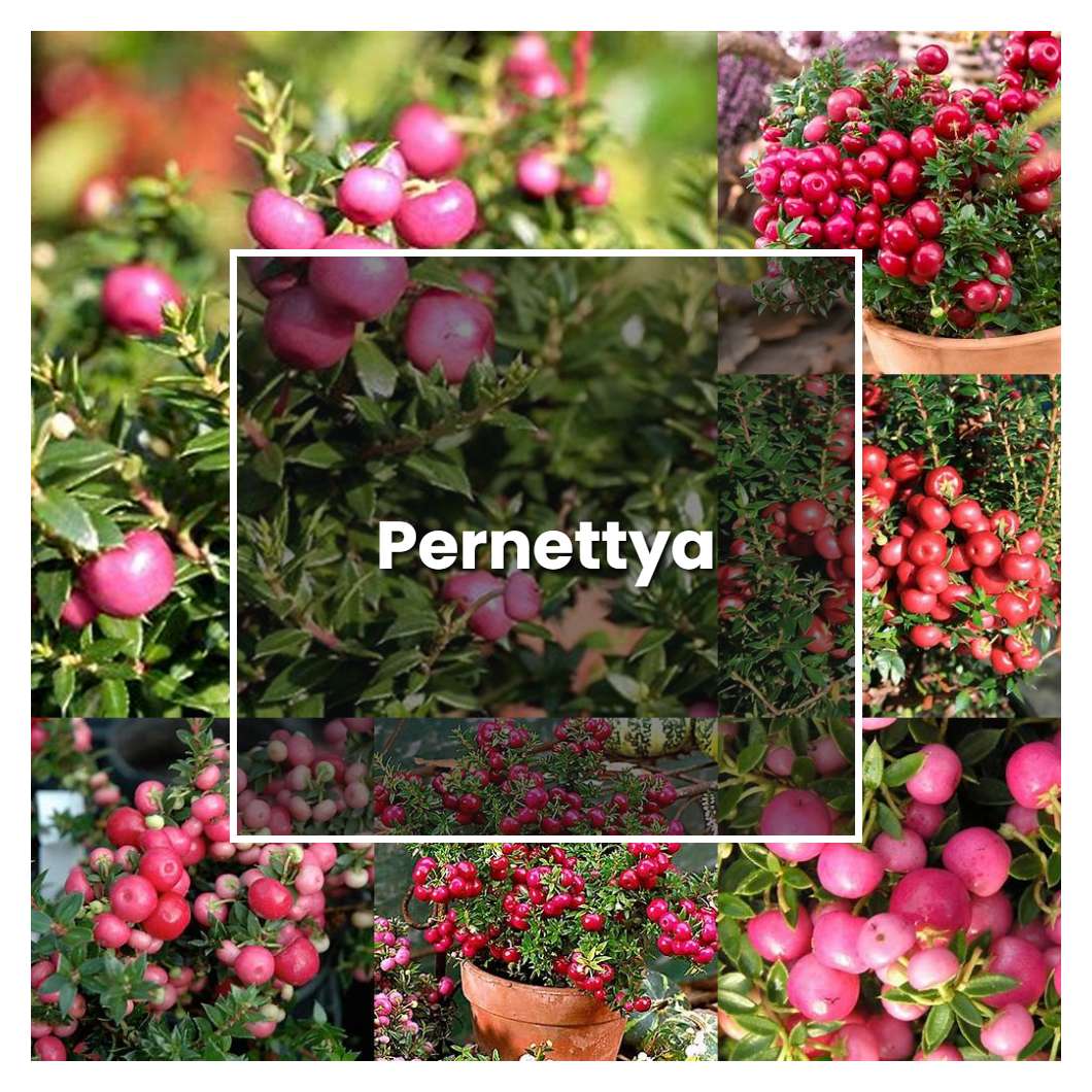 How to Grow Pernettya - Plant Care & Tips