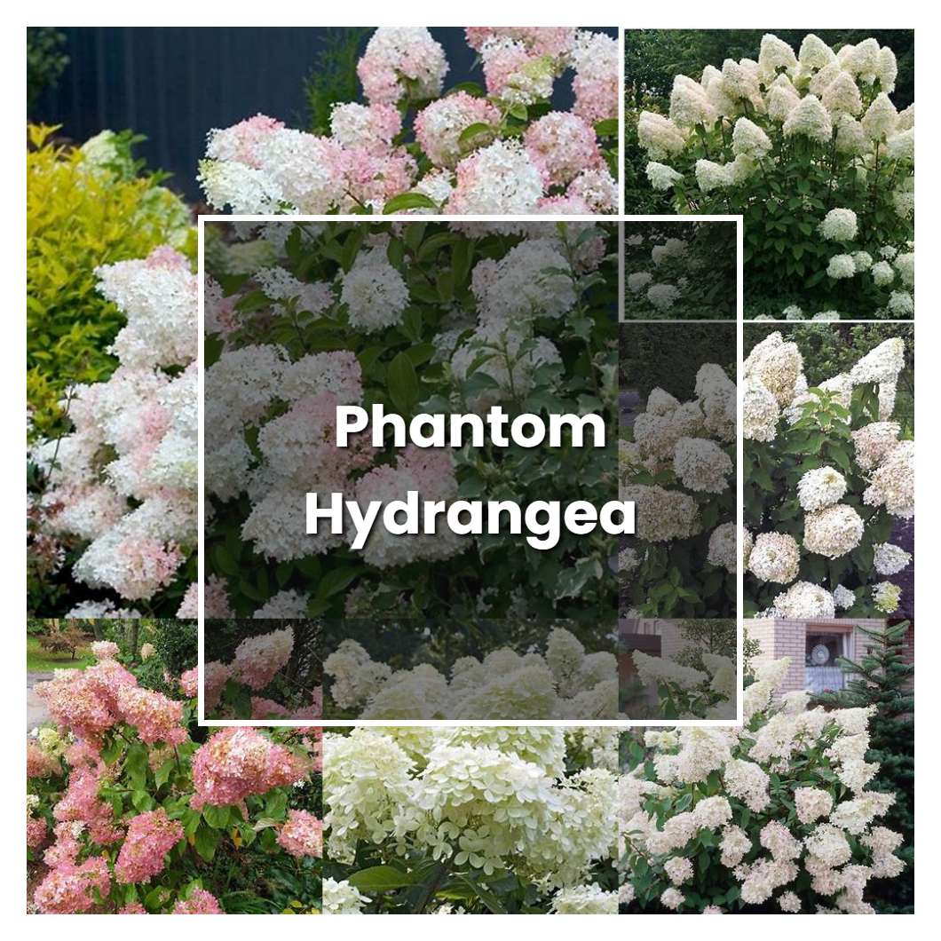 How to Grow Phantom Hydrangea - Plant Care & Tips
