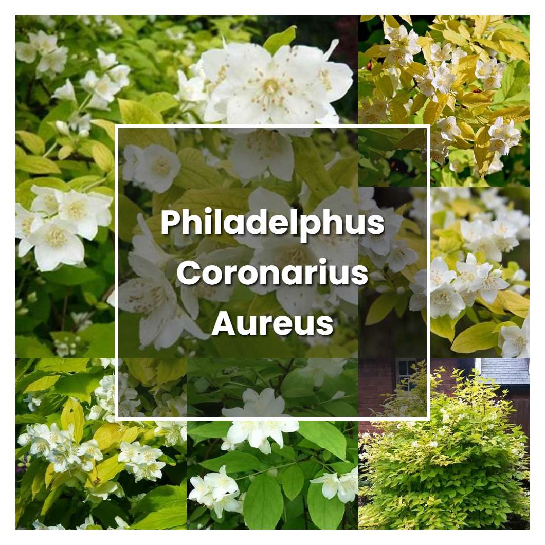 How to Grow Philadelphus Coronarius Aureus - Plant Care & Tips
