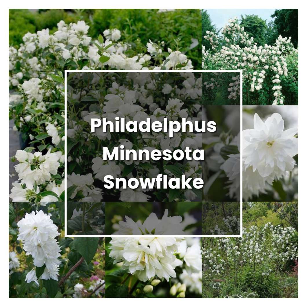 How to Grow Philadelphus Minnesota Snowflake - Plant Care & Tips